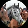 wild_horsess